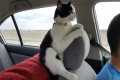 One of The Funniest CATS Videos Ever! 