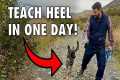 Train Your Dog to Heel in 1 Day - NO