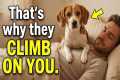 Dog Behavior Explained | Why Dogs