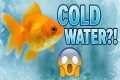 No Heater! Best Coldwater Aquarium