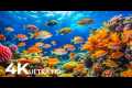 DREAM AQUARIUM 4K - Marine Life, Sea