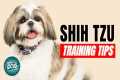 How to Train Your Shih Tzu | Best