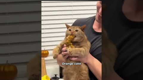 Orange cats are cute😍❤️#cats #lovecats #catvideos #catlover #catshorts #CatShorts #cat #cuteanimals