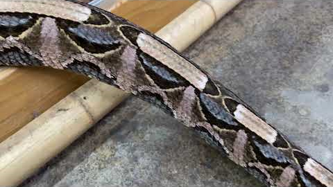 Most Dangerous Snakes at My Zoo 😳