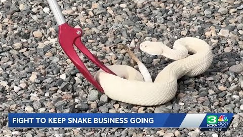 Founder of Sacramento dog training service that uses rattlesnakes fights to keep business going