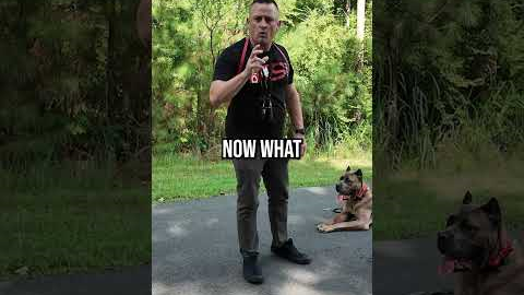 How to Stop 99% of Dog Attacks Before They Start