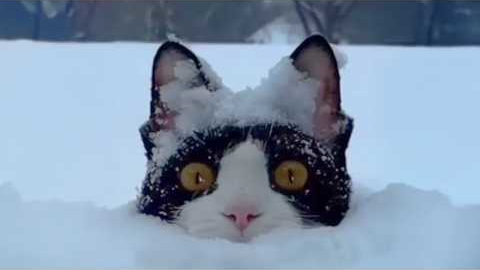 Funny Cats Against Snow! 🤣 The Funniest CATS Video 2026