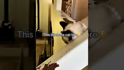 These Falling Cats Are Too Funny 🐱