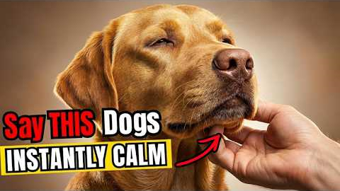 5 Phrases That Calm Any Dog Instantly — Proven by Science | Dog Body Language