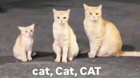 You Laugh, You Lose! 🤣 Funny Cat Videos 2026 😹 Part 114