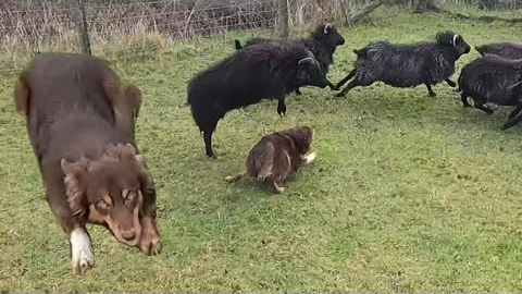 New approach to training my sheepdog puppy 