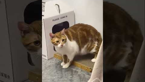 Trick your cat#cat #catsoftiktok #fyp #usa #funnycat