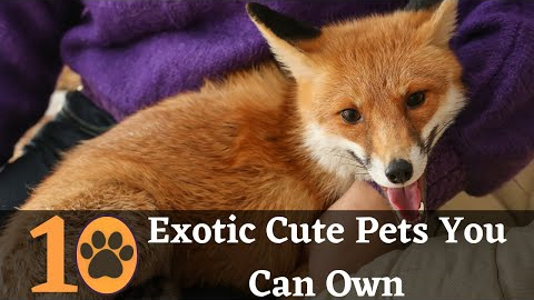 Top 10 Cute Exotic Pets you can Own