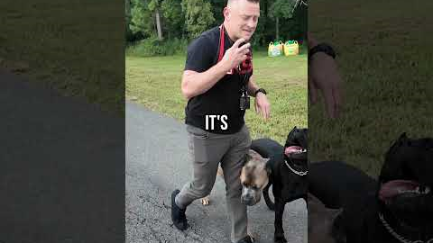 4 Things That WON’T Stop a Dog Attack!