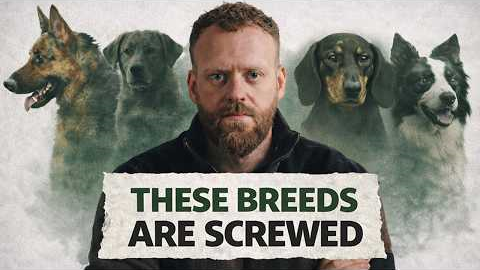 We ruined these dog breeds