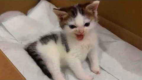 Cute Kittens Being Funny For No Reason 🤣 Funny Cat Videos 2026