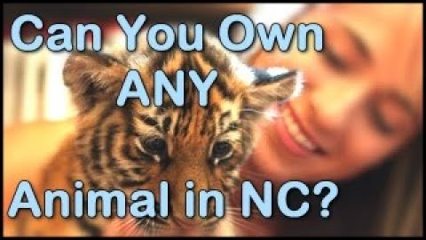 What Exotic Pets are Legal (and Illegal) in North Carolina?