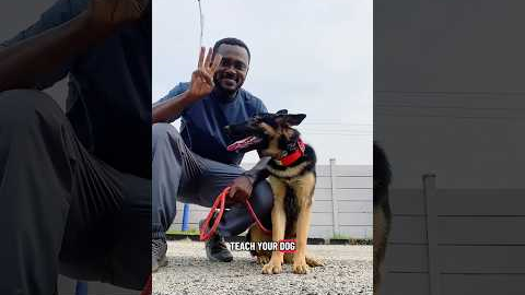 Dog training tips #germanshepherd #dogtrainingmethods