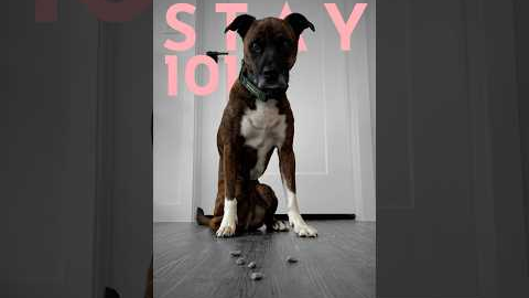 How to teach ANY dog to sit and stay. (FAST!)  #dogtraining #puppytraining