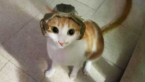 You Laugh, You Lose! 🤣 Funny Cat Videos 2026 😹 Part 110