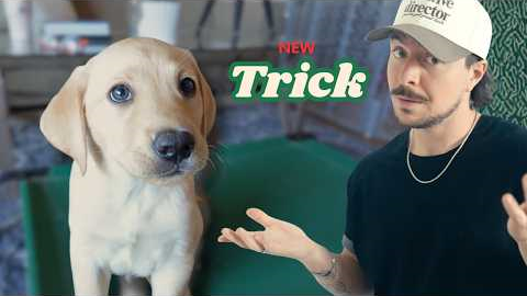 I Tried Teaching My Labrador a New Trick… Here’s What Happened