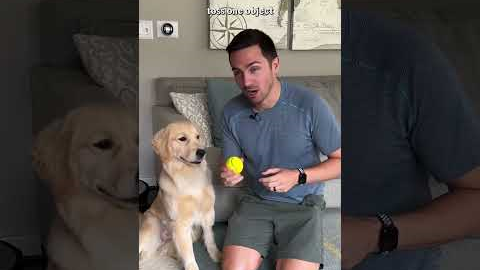 The 5 steps to teach your dog fetch!