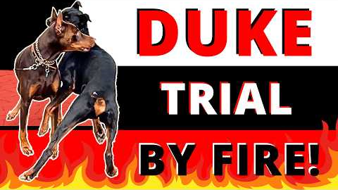 How to Introduce a Dominant Dog Without Creating a Fight