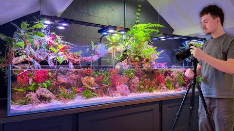 What Happened to My Saltwater Aquarium? (Big Changes Coming)