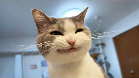 You Laugh, You Lose! 🤣 Funny Cat Videos 2026 😹 Part 119