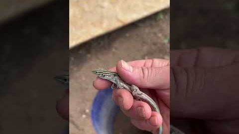 How to Make a Lizard Trap #reptile