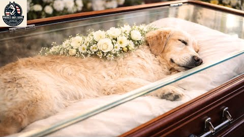 My Little Dog’s Final Moments Left Me in Tears |  top best dog training techniques!