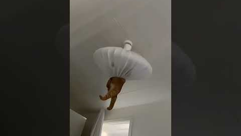 These Ginger Cats Are To Funny 🐈