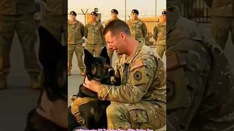 Impressive K9 Training Dog — Elite Police Dog Skills & Obedience Training #malinois #dogtraining