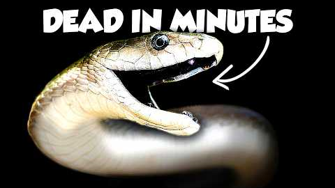 The Worst Snake Bites on Earth Ranked