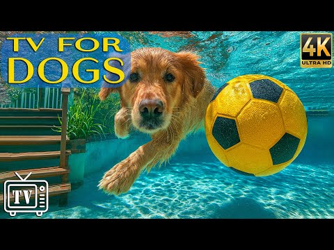 24/7 Dog TV 🎶 Anxiety Relief for Dogs While You're Away | Calming Music & All-Day Videos for Dogs