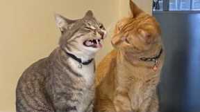 NEW Funny CAT Caught being Dramatic 😂 Funniest Cat Videos