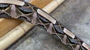 Most Dangerous Snakes at My Zoo 😳