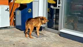 Watch This Old Dog’s Heartbreak When We Finally Let Her In… After Years of Waiting