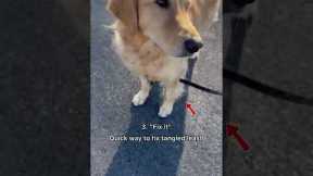 5 practical commands to teach your dog | Part 2 #dogtips #dogtraining