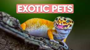 15 Low Maintenance EXOTIC Pets That Everyone Can Own!