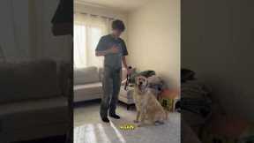 🫵How To Teach BOUNDARIES To Your Dog With Prong Collar ( BEST FOR PHYSICAL CONTROL OVER YOUR DOG)