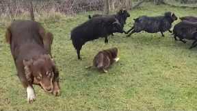 New approach to training my sheepdog puppy 