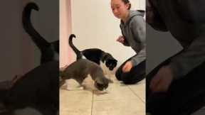 Clicker training cats!