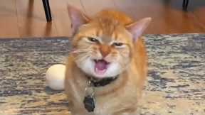 You Laugh, You Lose! 🤣 Funny Cat Videos 2026 😹 Part 102