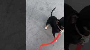 Teach dog to give into leash pressure. No more pulling!