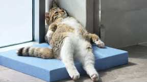 When God Sends You the Funniest Cat on Earth 😂 Funny Cat Videos 2026