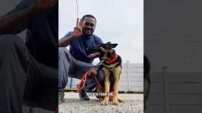 Dog training tips #germanshepherd #dogtrainingmethods
