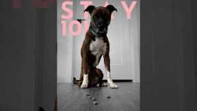 How to teach ANY dog to sit and stay. (FAST!)  #dogtraining #puppytraining