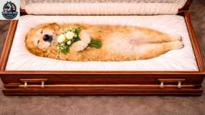 Goodbye, dear Ruby!  top best dog training techniques.