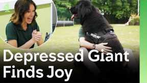 Depressed Newfoundland Befriends Family | The Dog House 🐶
